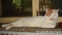 bentonite cat litter, clumping cat litter, natural sodium bentonite cat