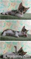 clumping cat litter, pet sand kitty litter