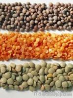 Red lentils, Sesame Seed, Mung beans, Moringa seeds