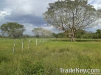 Rancho Ganadero en venta en Yucatan Mexico