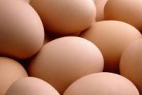Fertile Hatching Chicken Egg  | Fresh Chicken