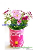 Mini Can Flower