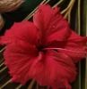 ROSE AND HIBISCUS SCRUB