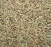 Cumin whole and Powder