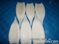 IQF/BQF frozen squid tube(todarodes)