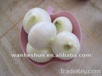 Fresh peeled white onion of 2012