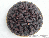 Fresh Dates | Plam Dates