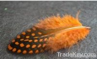 pheasant feather, hen narrow collared pheasant feather