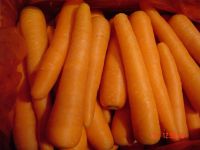 fresh carrot