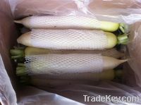 Fresh Radish