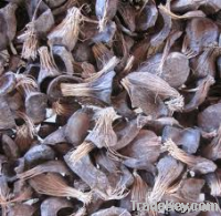 palm kernel shell