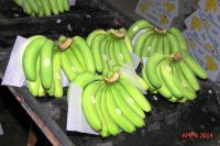 FRESH CAVENDISH BANANA