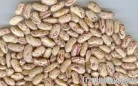 sugar beans