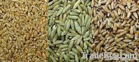 Rye grains
