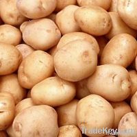 Fresh Potatoes