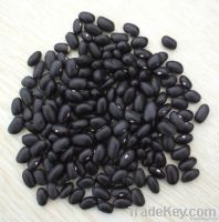 Japanese black beans