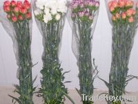 Carnation From Portugal