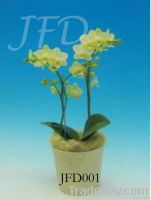 Orchid Pland /phalaenopsis