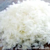 washed white duck feather
