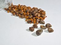 Gallstones Cow Ox Cattle Gallstones