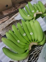 Banana, Cavendish Bananas, Fresh Green Cavendish Bananas