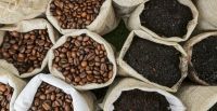 Coffee Beans, Fresh And Dried Coffee Seeds Arabica Robusta Beans