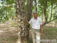 Sell Agarwood