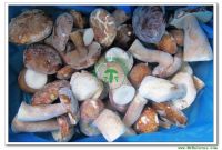 IQF Porcini/Porcino Whole Mushroom Grade