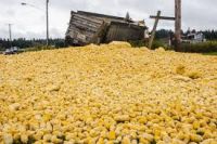 Fresh Yellow Corn &amp;amp;amp;amp;amp;amp; Yellow Maize