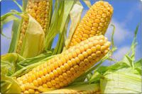 Fresh Yellow Corn &amp;amp;amp;amp;amp;amp; Yellow Maize