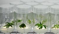 Plant Gel (Gellan Gum