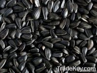 New Crop Sunflower Seeds Suppliers | Sunflower Seed Exporters, | Sunflower Black Seed  | Striped Black Seed | Flowers Seed | Sunflower Kernels