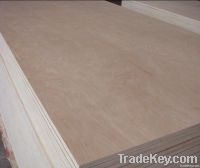 The Middle East market hardwood core plywood