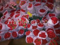 Fresh Carnation Flower