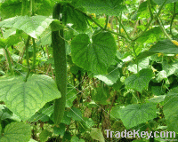 Plant Support Net