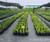 Ground cover