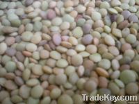 chinese lentils