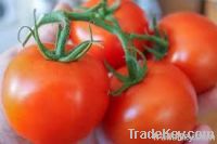 Fresh Tomato