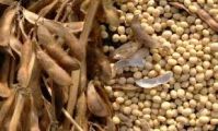 barley , wheat bran , soybeans , wood pellet and animal feed, yellow corn