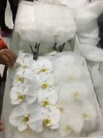 White Phalaenopsis Cut Flower
