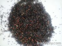 barberry seed