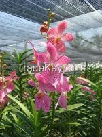 Orchids For Sale,orchids Wholesale,cut