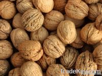 Walnuts | Peanuts | Cashew Nuts | Almond Nuts | Pistachios