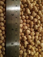Chickpea
