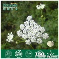 Cnidium Seed Powder Extract with 35% Osthole