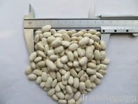 white kidney beans