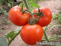 FRESH TOMATOS AND GARLIC