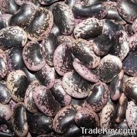 Large Black Speckled Kidney Beans