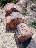 Arizona's Petrified Wood & Rainbow Sandstone