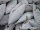 White Skip Jack Tuna Whole Round